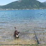 House Flora - At Traunsee