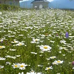 公寓 House Flora - At Traunsee