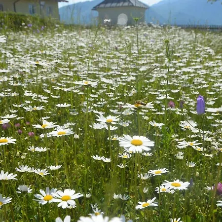 Apartment House Flora - At Traunsee