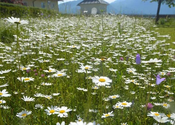 公寓 House Flora - At Traunsee