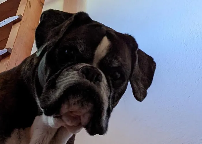 House Flora - At Traunsee 公寓 *